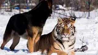 Tiger Cub Who Was Raised By German Shepherds Thinks He&rsquo;s A Dog...
