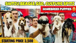 Homebreed Puppy Sale in Guwahati | Pet Paradise Guwahati 😍