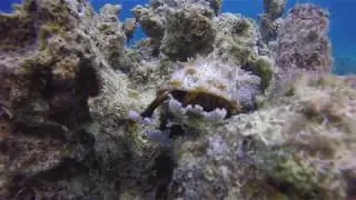 Graeffe's sea cucumber