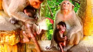 R.e.s.cued by Mother, Belly cute tiny baby monkey, Mother monkey is not c.a.r.eful.