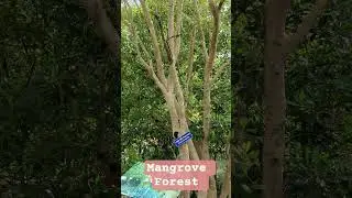 Mangrove Forest#nature #indianlandmark #mangrove #sunderbans #sunderban #viralshort #