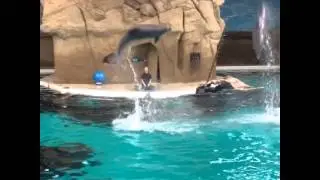 Germany - Duisburg zoo (Dolphin show 2015)