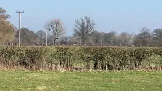 The Golden Button 2019-fence 3