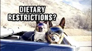 Is your German Shepherd healthy?