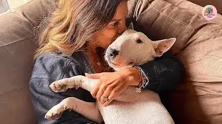 They Called Titan, the Bull Terrier, a Killer Dog…Watch What He Does and Try Not to Laugh! 🐕💖