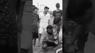 #viral #trending#save snakes#wild#youtube shorts#snake kiran vizag #8866468899