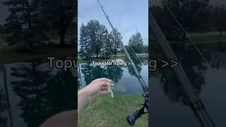 Who else loves topwater? #fishing #fishtok #topwaterfishing #viral #fyp #frogfishing #bass #bassfish