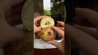 How to eat Mangosteen 😍
