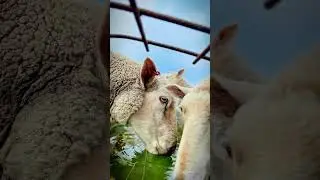 Soothing Farm Life: Hundreds of Sheep Quenching Their Thirst#sheep #farmlife #farmanimals #rurallife