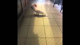 Misha the cockatoo finds a box in the kitchen!