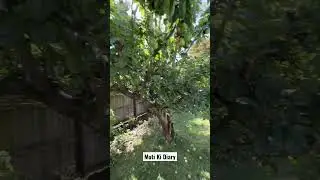 Fruit in a New Zealand Backyard