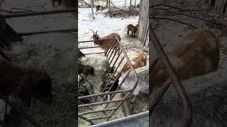 Snowy Day Feeding Time for the Goats