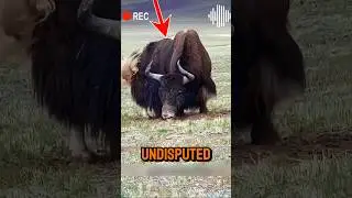 Wild Yak: The Untamed King of the Highlands! 🐂❄️💥 #shorts #viralvideo