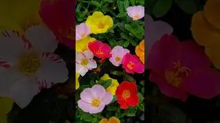 porsalon flower plant | Purslane plant | portulaca plant care | moss rose flower plant