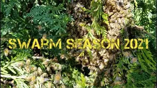 Swarm Catch 2021 / #2 / Same Tree / Beekeeping / Honey Bee Swarm / Backyard Beekeeping