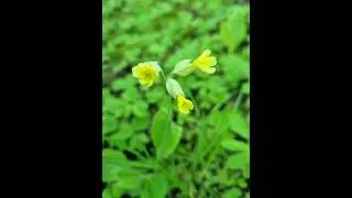 Первоцвет многоцветковый (Primula Polyantha Mill)!🌺#сад #примула #мойсад #садовод #ок #блогер