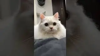KUCING MATA BULAT 🥰