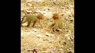 Very pity ! Poorest baby Nori got attack by bad monkey very cruel no body help