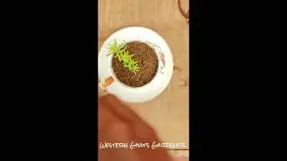 Old Tea Cup to Cute Planter
