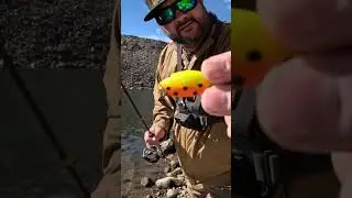 Casting Thomas Bouyant Spoons For Winter Trout  #395 #fishing