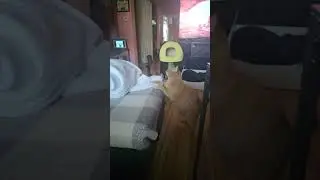 Caturday fun