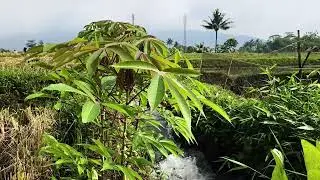 &ldquo;Soothing Irrigation Canal Sounds in Green Rice Fields & Mountain Views | Nature ASMR&rdquo;