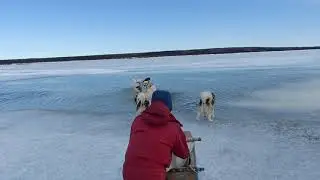 Inuit sled dogs running on a spring day in Kuujjuaq, Nunavik.