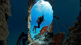 The Coral Arch Red Grouper Ambush