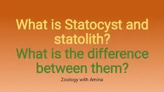 what is statocyst? | what is the function of statocyst? | Difference between statocyst and statolith