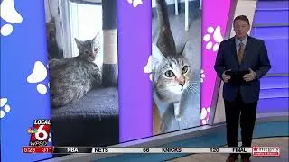 Кошачий пятничный день &mdash; познакомьтесь с Робин и Айви!