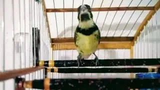 COLEIRO PEITO AMARELO TUI TUI ZERO ZERO CANTO CURTO 