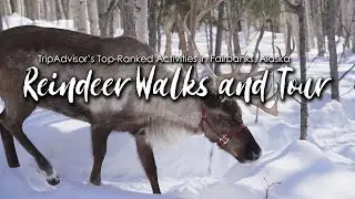 Running Reindeer Ranch: Reindeer Walks and Tours