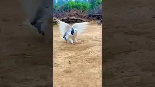 Gulati marna wala kabootar #viral #pigeon #palti #gulati