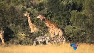 Navorsing oor kameelperde / Research on giraffes