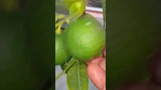 lime roses tarraes gardening 🤗