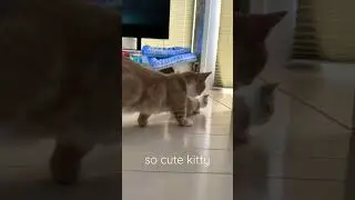 cute kitty #cat #shortvideo #kitten