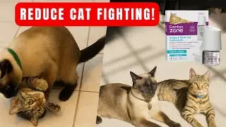 Stop Cat Anxiety FAST 🐱 Comfort Zone Calming Diffuser for Single & Multi-Cat Homes!