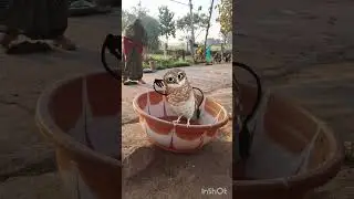 apt ptr owl dancing in tab on sit 👻👻👻 #funny ##comedy #fun