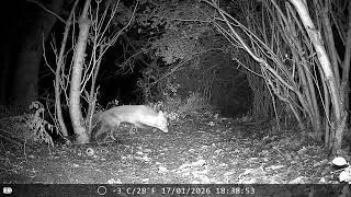 Fox chasing cat away, Badger & Rat visit, 16 January 2026