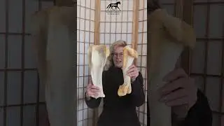 Knochenl&auml;ngen der oberen Gelenke #horse #bones #knochen #anatomie #balance #gleichgewicht