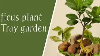 Easy to Grow Ficus plant from Cutting | Tray Gardening | Ragini nature world