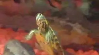 Donatello y el Pleco