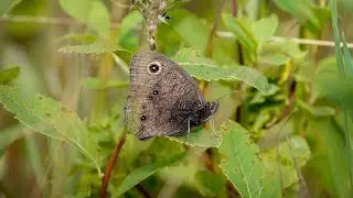 Common Wood-Nymph (29 July 2022)