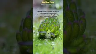 Solar-Powered Elegance🌿☀️ #trendingshorts #oceanlife #shockingfacts #shorts #facts #seaslug #sea