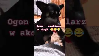 latający ogon # Fliegender Schweif