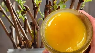 КАЖДЫЙ ЧЕРЕНОК В ТАКОМ РАСТВОРЕ ПУСКАЕТ КОРНИ! МОЩНЕЙШИЙ ОБРАЗОВАТЕЛЬ КОРНЕЙ!