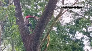 High risk !! 2 operators were dispatched to cut down this tree.