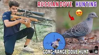 Russian Dove Hunting / فاختہ کا شکار/ P35x Best Gun For Long Range Hunting 👈