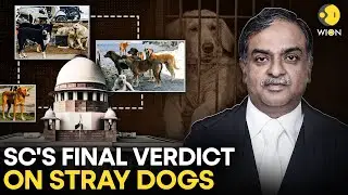 '...Dog Lovers To Pay ₹2 Lakhs': SC's NEW Verdict On Delhi Strays EXPLAINED | WION Originals