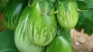 #dailyvlog #organicvegetables 